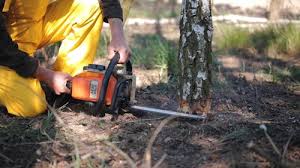 Professional Tree Care in Glendale, MO