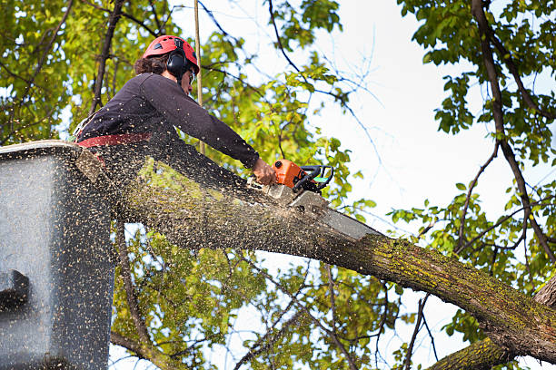Best Commercial Tree Services  in Glendale, MO